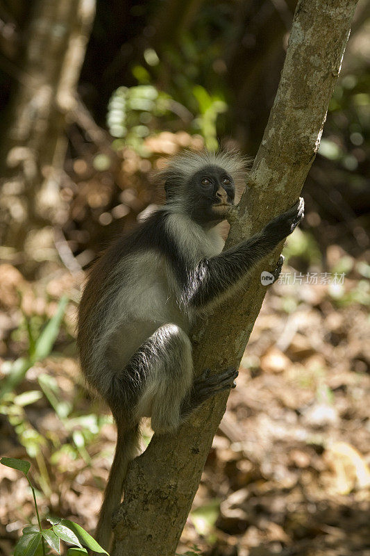 在坦桑尼亚桑给巴尔的Jozani森林保护区，Kirk的红疣猴(Procolobus kirkii)正在撒尿